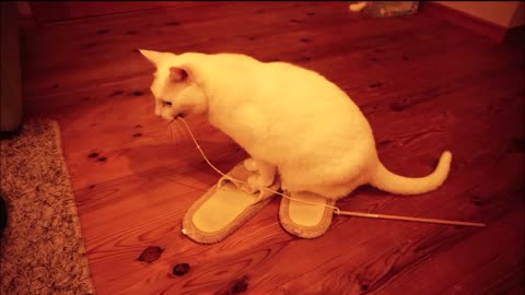 Cat knows the charm of slippers