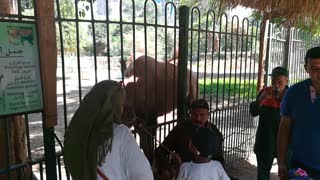 Zoo Visitors Feeds Hungry Bactrain Pregnant Camel