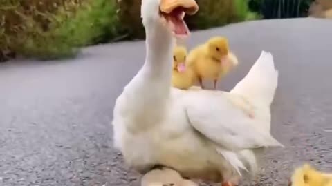 Cute animal 3: Duck and its cubs