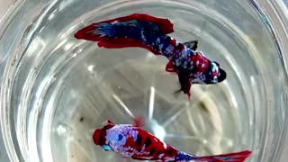 Betta fish multy colour