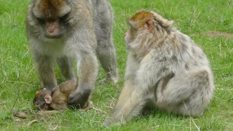 Happy monkey family