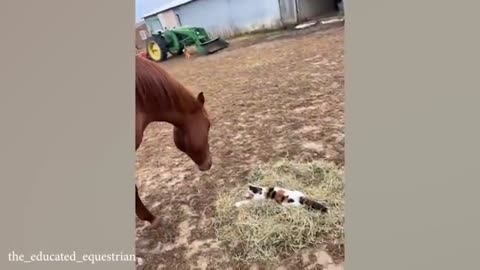 Cat and horse