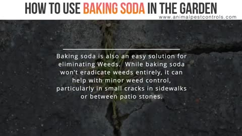 Gardeners' Secret Weapon: Baking Soda for Pest, Mold and Fungi Control!