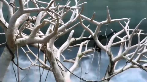 Adorable Gibbons Frolicking & Ascending