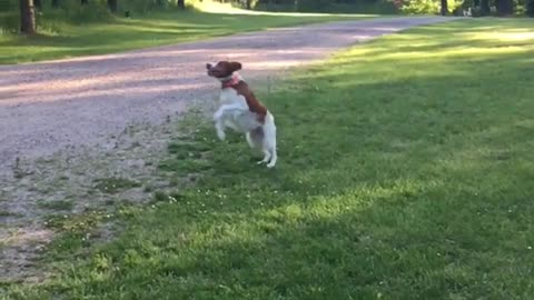 Brown white dog jumps high to catch tennis ball in his mouth