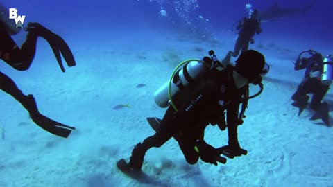 Tiger Shark Encounter- Director's CHOMP!