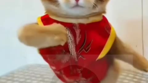 funniest cat video 😍 🤩