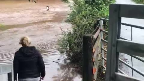 Owner Swims with Horse to Safety