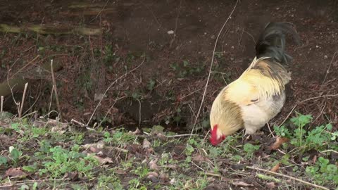 Watch the rooster eating with great music