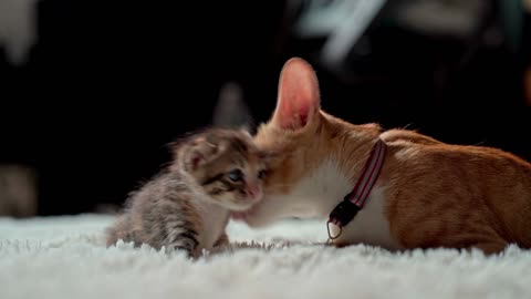 Mother cat playing with her little kitten