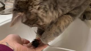 Cat Earns His Keep