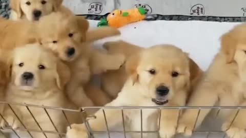 Funniest & Cutest Golden Retriever Puppies #23- Funny Puppy Videos 2020