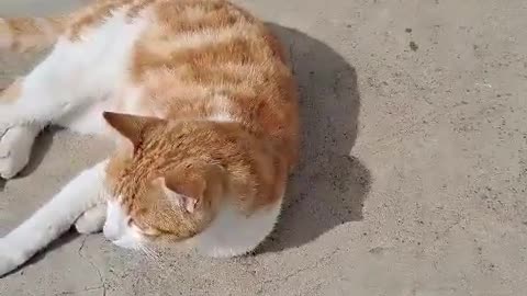 Cheese cat is rolling on the floor