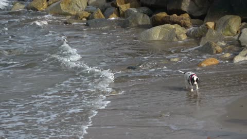 Dog puppy beach sand ocean water stones