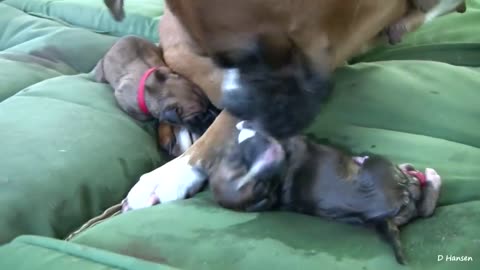 Dog Has Amazing Birth While Standing!! | Dog videos |