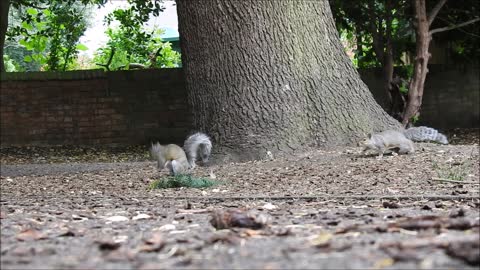 Day 21 of #30DaysWild 2021 - The Grey Squirrels of Hinckley