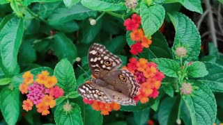 Beautiful butterfly