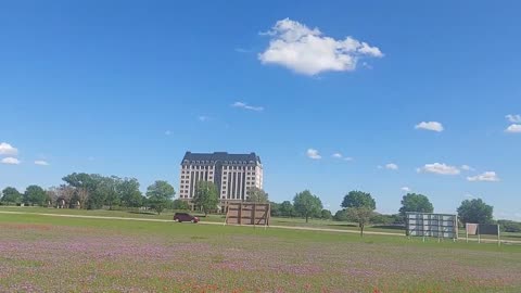 Bryan Texas wildflowers