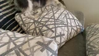 Cute Puppy Dries Herself Off with Pillows After Bath