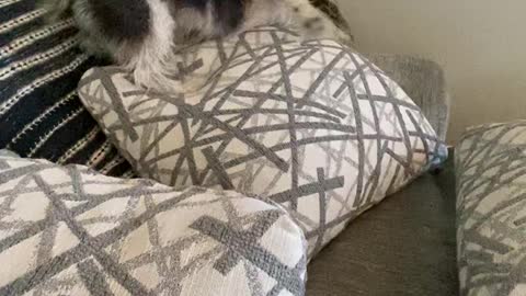 Cute Puppy Dries Herself Off with Pillows After Bath