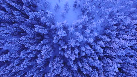 Snowy Trees