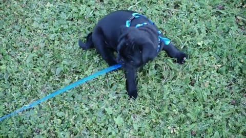 Our 8 week old pug puppy takes us for the first walk :)