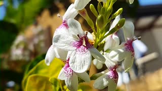 Pseuderanthemum plant #srilanka