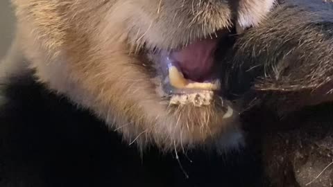 Adorable Giant Panda's Apple Feast: A Captivating Nature Encounter