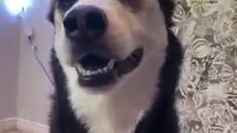 AWESOME HUSKY SAYING HELLO