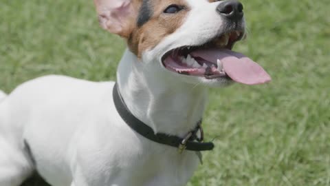 Close Up Video of a Dog on the Grass