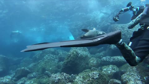 PLAYFUL SEA LION UNDERWATER