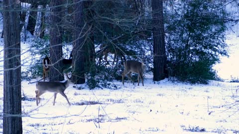 The White Tailed Deers