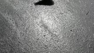 A dove walks along the road.