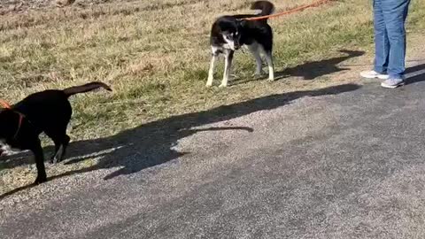 #32 Female black lab #43 Male husky mix #22 female tan pittie March2022