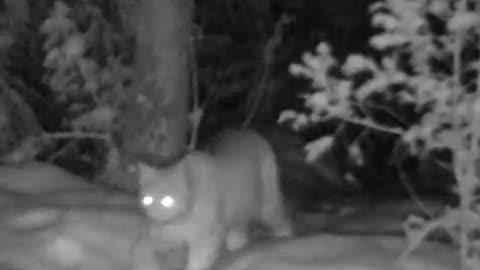 An adult #lynx followed by a cub walked past our trail camera on a dark winter night