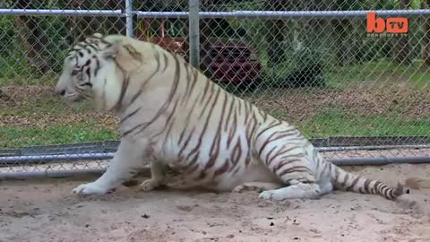 Florida Woman Keeps Bengal Tigers In Her Garden