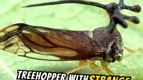 Top Ten Weirdest Insects in the World #shortfacts #weirdbugs