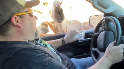 Adventurous Couple Encounters Wildlife Curiosity During Safari