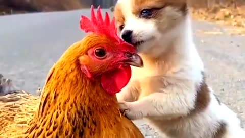 A cute animals video