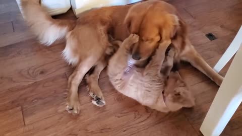 Golden Retriever Mom Tells Daughter Playtime is Over