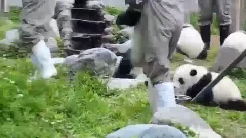 ♥️♥️ Cute Giant Panda Eating Show 🐼🐼