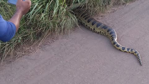 Giant Anaconda Causes a Scene