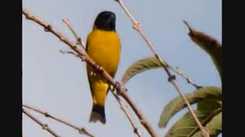 Birds of Brazil - 8. Carduelis carduelis