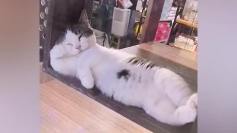 OMG So Cute ♥ Best Funny Cat Videos 2021 _30(720P_HD).mp4