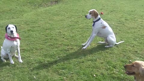 Cocker and English Pointer Dogs Playing In The Garden