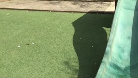 Cute pug goes down slide!