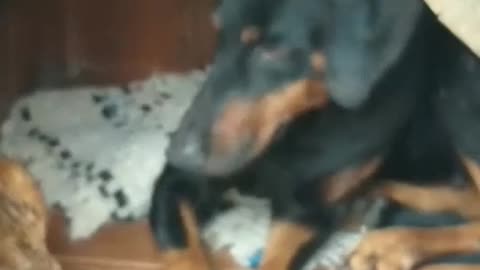 Doberman thinks baby chicken is a puppy pt2