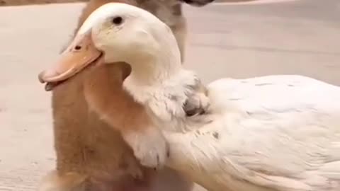 Cute beby duck and dog