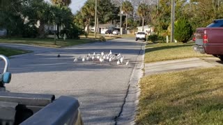 A flock of pretty ibis birds