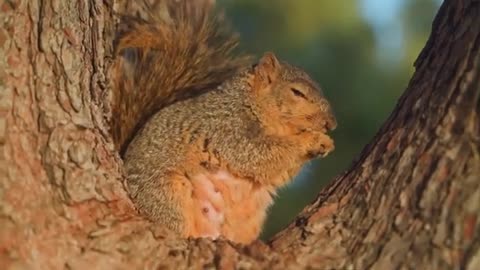 Cute eating squirrel